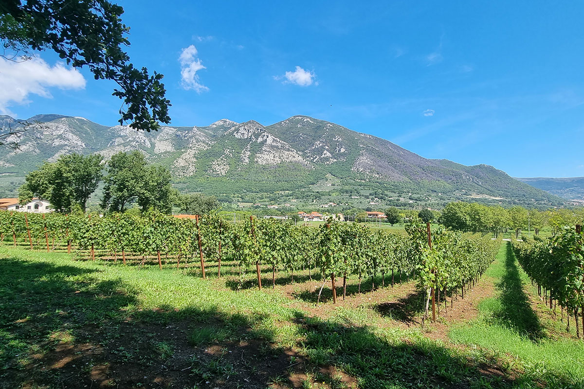 Vinicola del Titerno